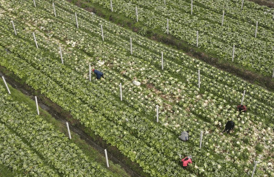 合肥：采收蔬菜供应市场