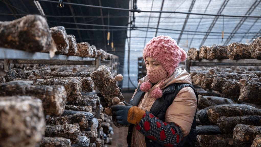 宁夏贺兰：食用菌产业助力乡村振兴
