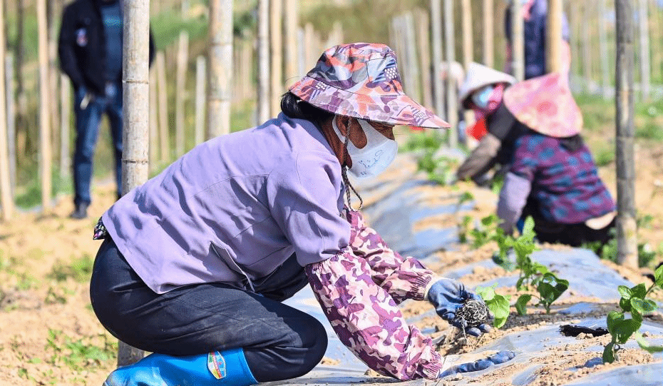 冬日忙种