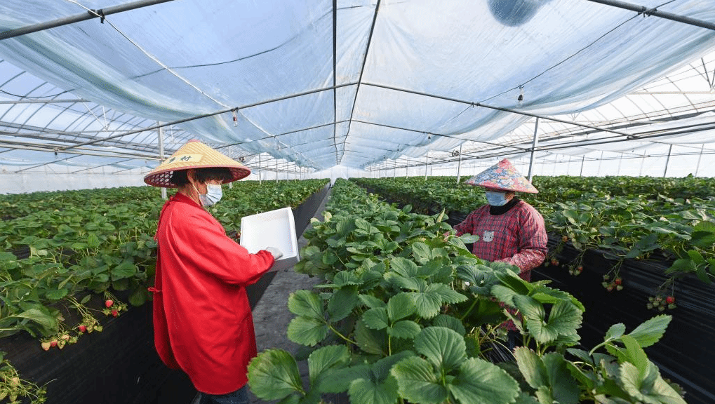 龙头企业推进草莓产业升级 助力百姓共富