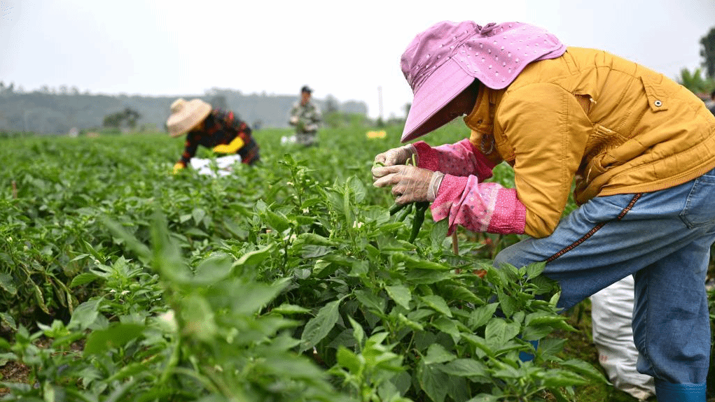 海南：冬季瓜菜产销旺