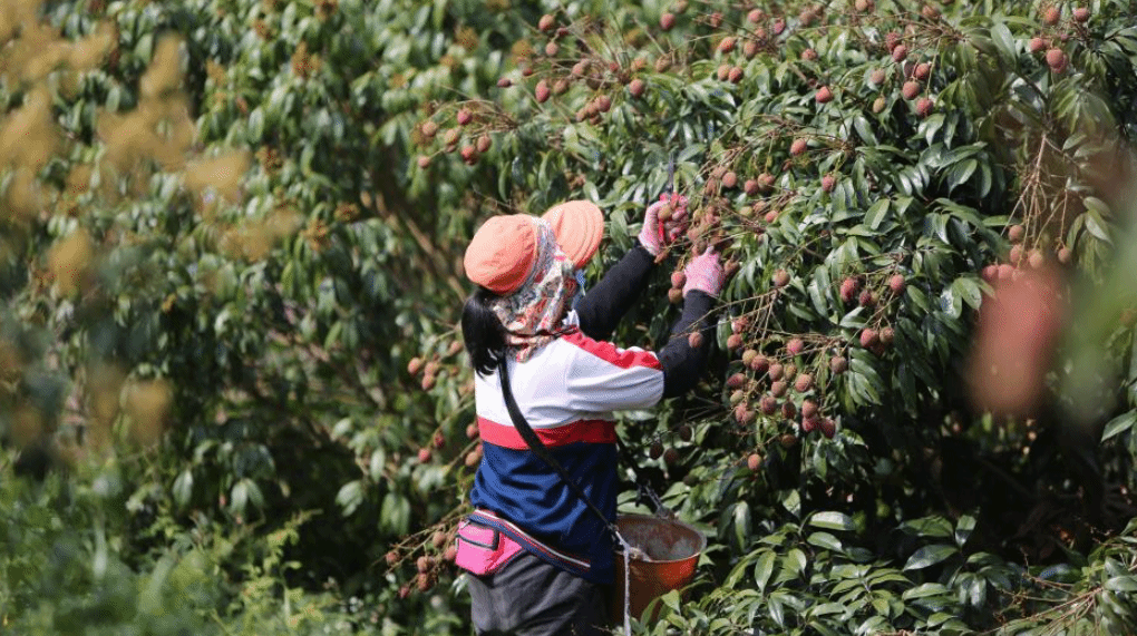 海南乐东：“桂花香”荔枝抢鲜上市