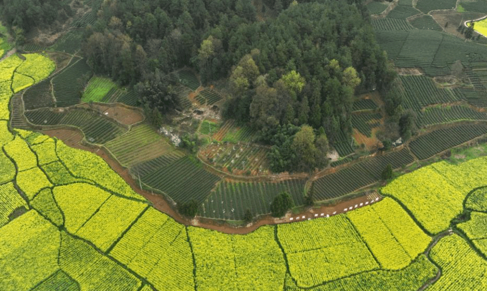 贵州凤冈：春日里采茶忙