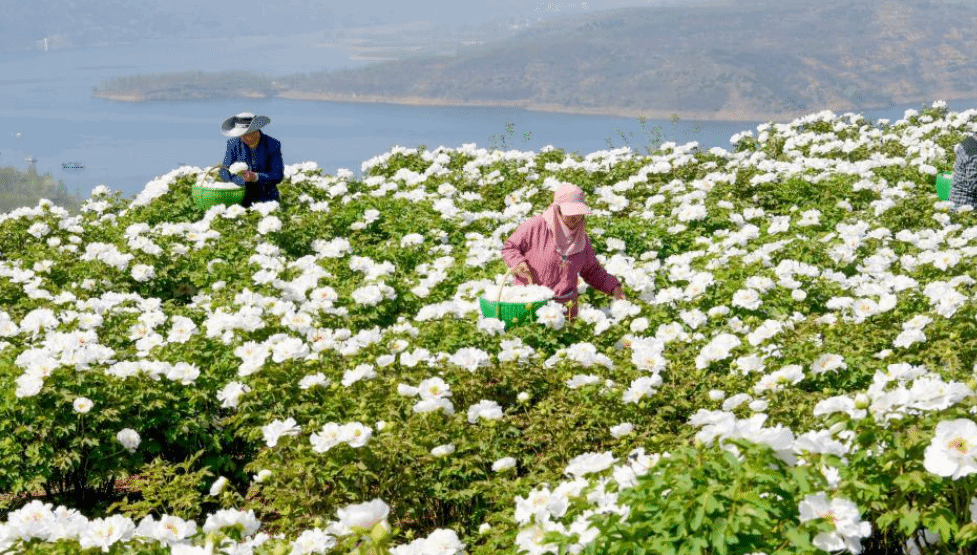 河南洛阳：黄河岸边开出“致富花”