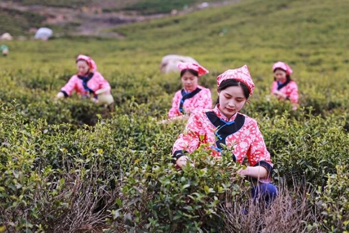 安徽含山：春茶吐新芽 茗香扑鼻来