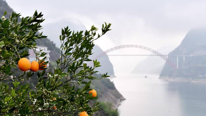 花果同树映峡江