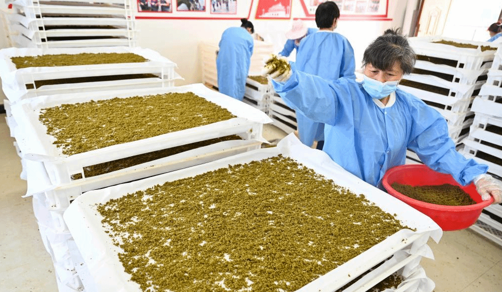 广西柳城：推广“饲料+桑叶”混养桑蚕模式 助力桑蚕产业提质增效