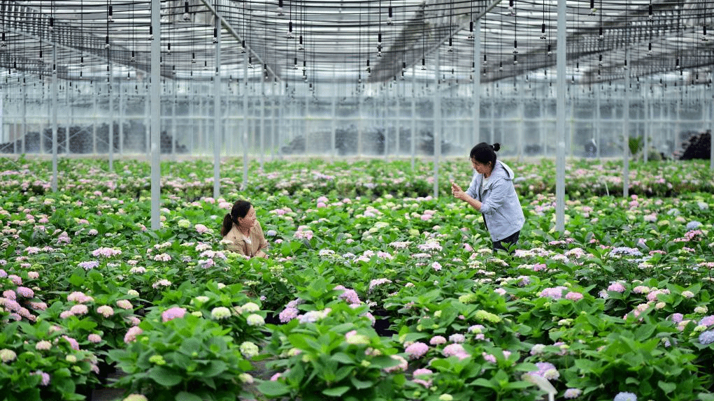 安徽肥西：花卉种植助力乡村振兴