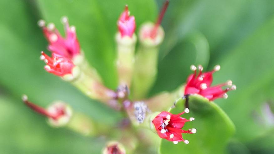 红树植物中的“大熊猫”红榄李迎来花期