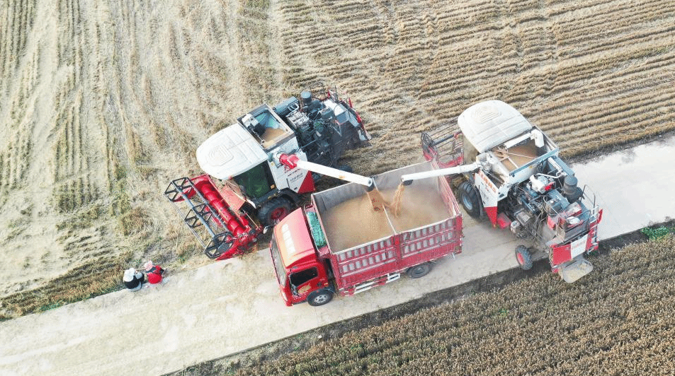 河南上蔡：抓住晴好天气抢收小麦