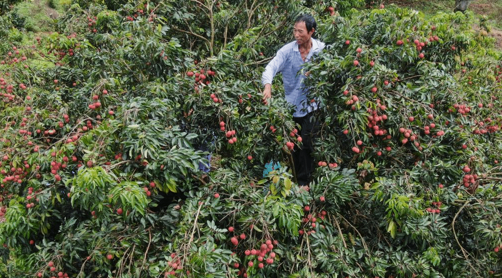 广州增城荔枝陆续上市