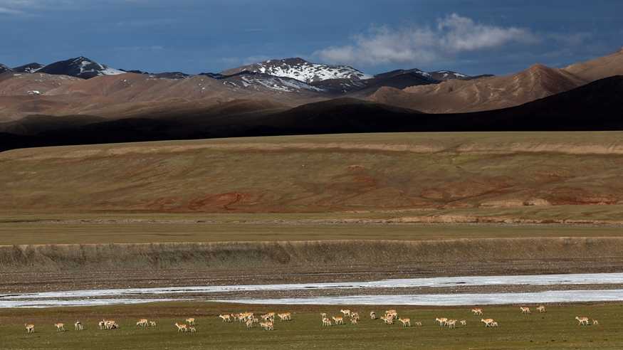 新疆阿尔金山国家级自然保护区藏羚羊进入产羔高峰