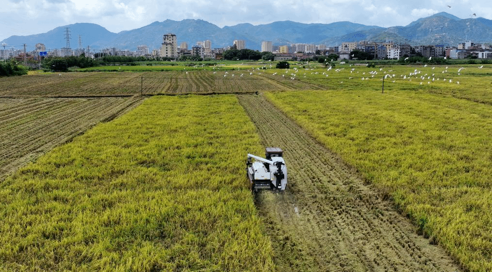 盛夏时节“双抢”忙