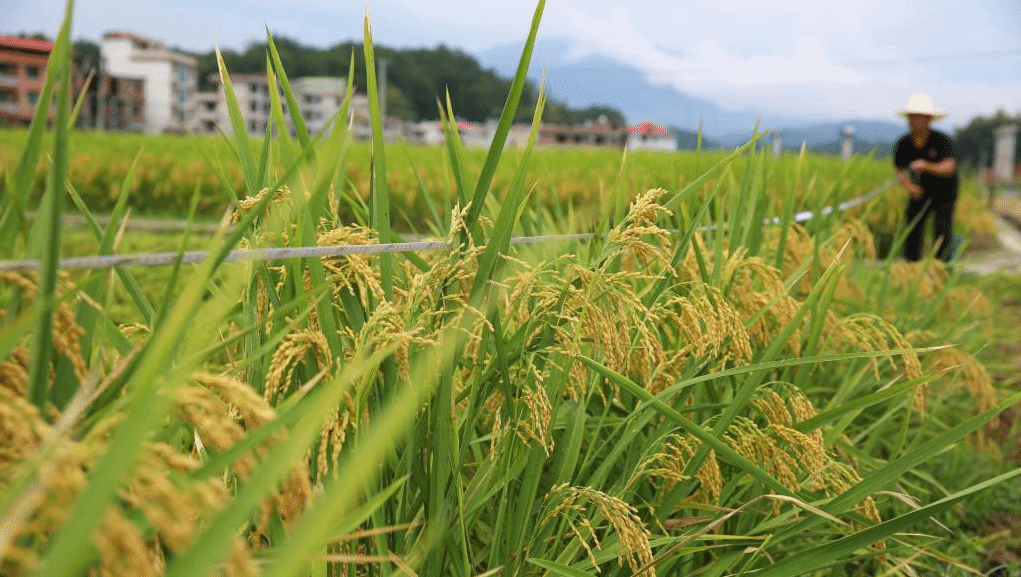 湖南隆回：再生稻头季测产验收