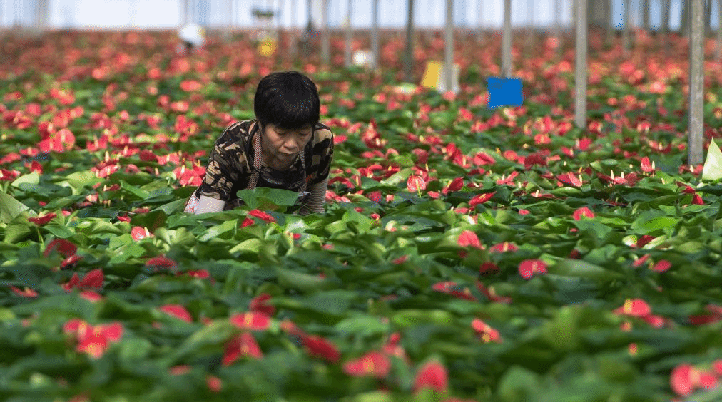 湖北钟祥：发展花卉产业 助农增收增效