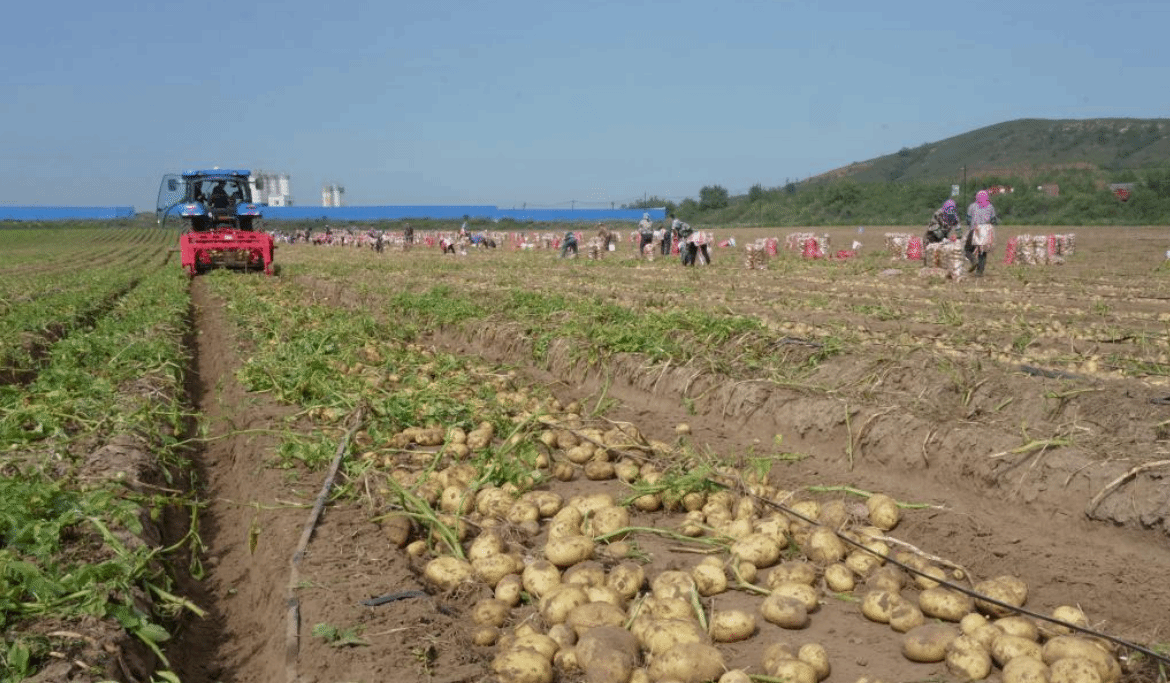 河北围场：60多万亩马铃薯迎丰收