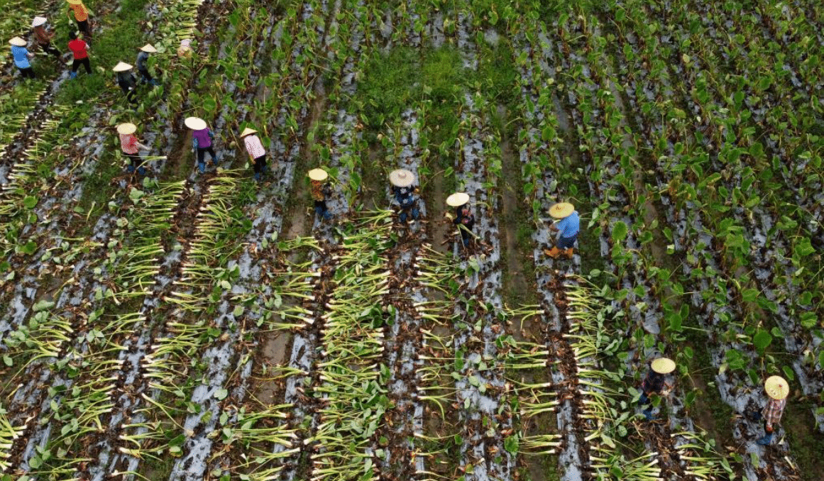 广西贺州：香芋丰收俏市场