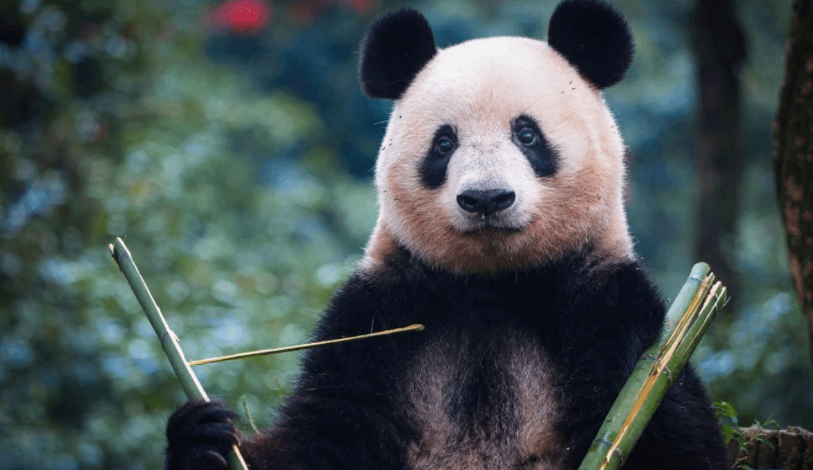 大熊猫“香香”与公众见面