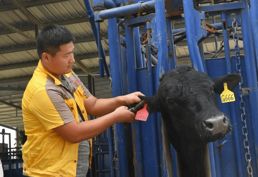 河南柘城：“牛产业”规模化发展促进农民增收
