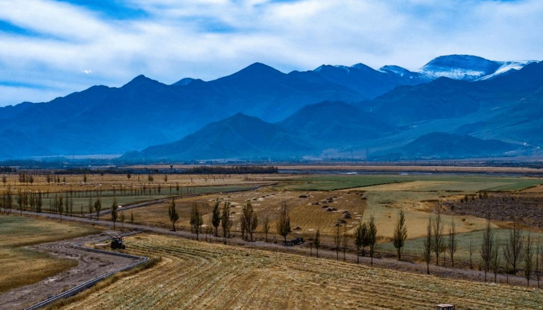 西藏人工种植牧草迎丰收