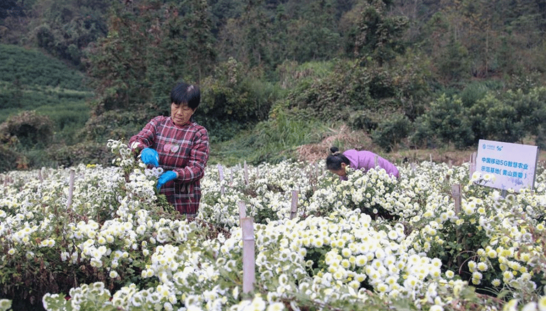 “智慧农业”助推产业提质增效