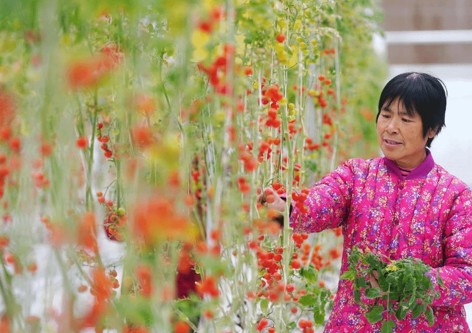 河北平山：特色产业持续发力推动乡村振兴