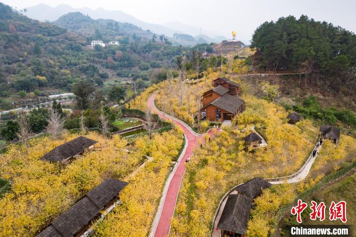 “中国蜡梅之乡”万花竞放“冬日甜蜜”俏销万家