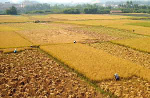 农业农村部：夺取小康之年粮食和农业丰收