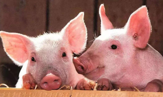 9月至12月生猪出栏逐月增加 预计同比增长17.3%