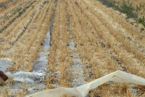 冬麦区降水偏少 农业农村部部署抗旱保苗