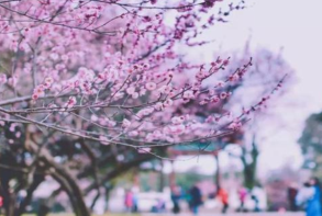 武汉大学今年赏樱攻略：周末每天限额1.5万人