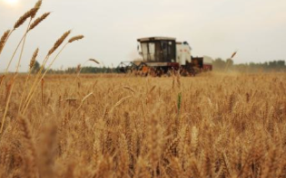 农业农村部：主粮作物耕种收机械化率超80%