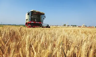 全国已收小麦1.63亿亩 黄淮海主产区麦收过半