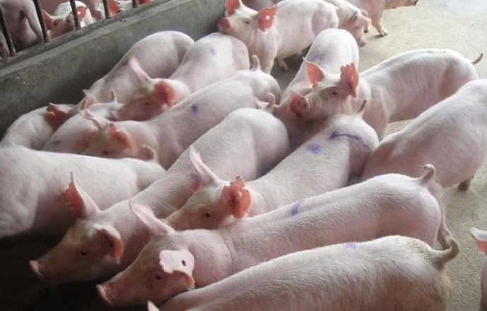四川出台“十条措施”稳定生猪生产和价格