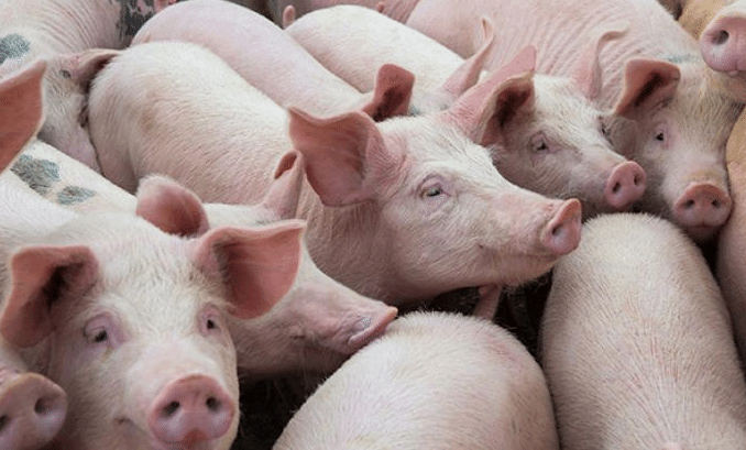 持续保供稳价 中国国务院对稳定生猪生产再部署