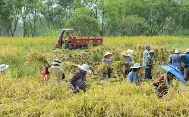 加大种业知识产权保护力度 对套牌侵权重拳出击