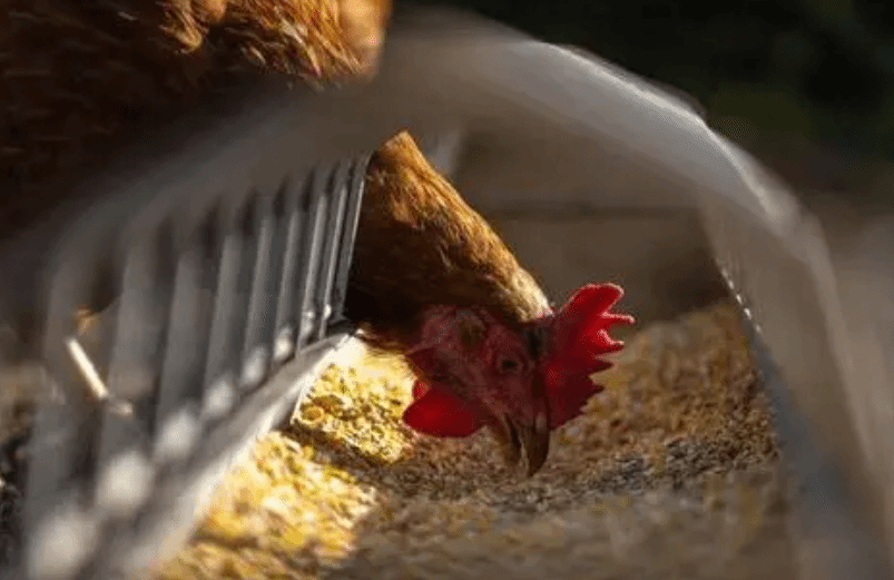 中国科学家揭H5N8病毒未引起中国禽流感疫情暴发原因