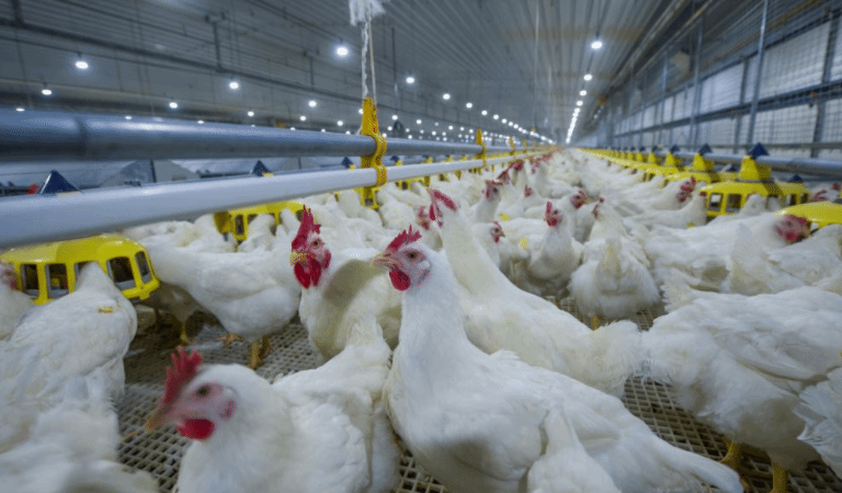 农业农村部：我国自主培育白羽肉鸡品种通过审定