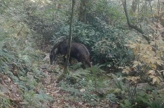 云南乌蒙山自然保护区监测到20种国家重点保护野生动物