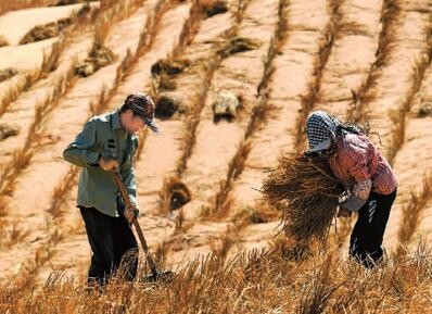 由“沙进人退”到“绿进沙退”——敢把沙漠变绿洲