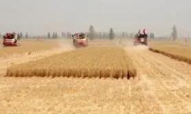 我国收获小麦超1亿亩 日机收面积超2000万亩
