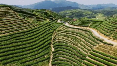 福建政和县做大做强茶、竹等传统产业 促绿色发展