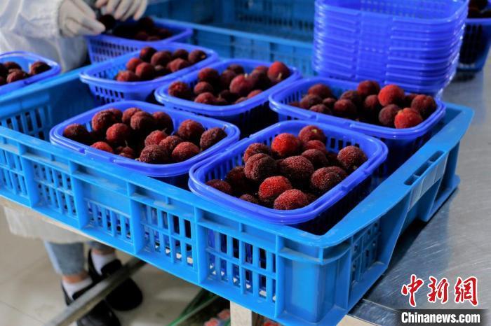 资料图:浙江台州临海杨梅。 丁卉灵 摄 资料图:浙江台州临海杨梅。 丁卉灵 摄