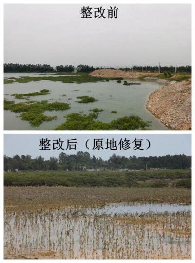 防城港市光坡镇潭油村破坏红树林案件整改前后对比。 广西人大供图 防城港市光坡镇潭油村破坏红树林案件整改前后对比。 广西人大供图