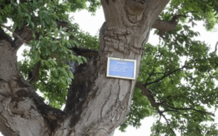 2022年全国古树名木保护科普宣传周启动