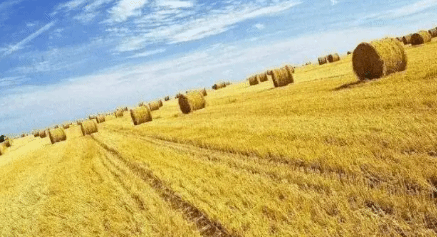 农业农村部：2021年我国农作物秸秆综合利用率达88.1%