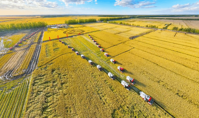 黑龙江秋收一线见闻 良田绘“丰”景