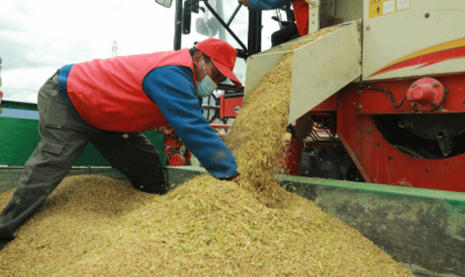 西藏粮食产量稳步提升 播种面积和产量均高于去年