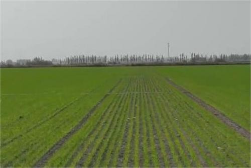 新疆阿克苏200多万亩冬小麦相继出苗 长势喜人