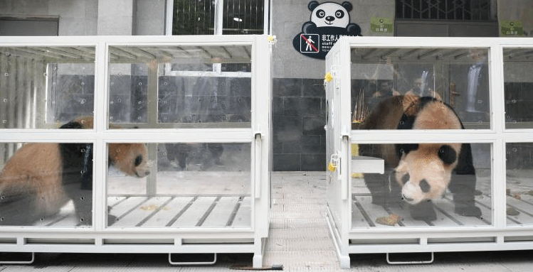 大熊猫“四海”“京京”启程前往卡塔尔 中卡开展保护研究合作